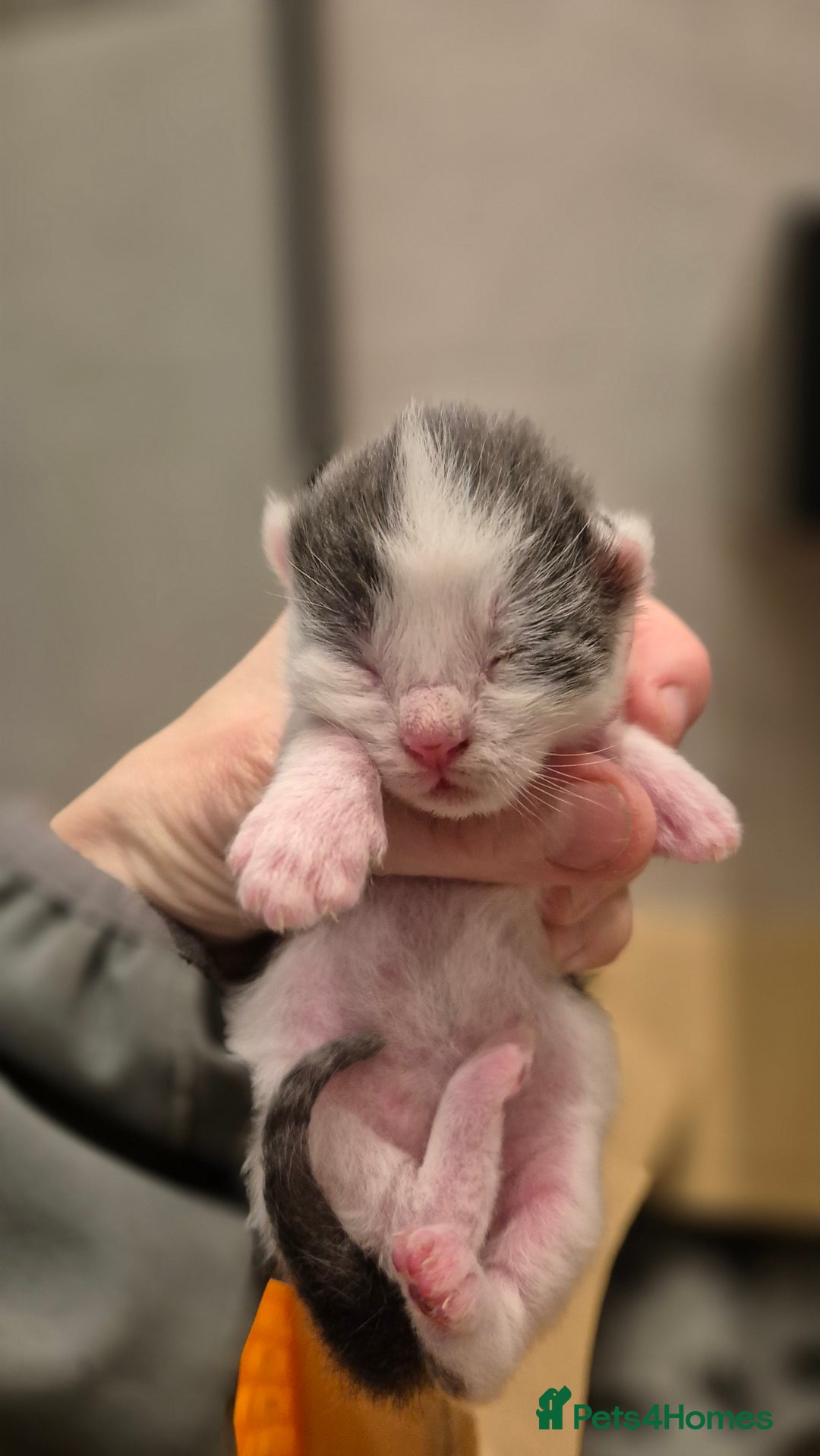 Bengal cats for sale: Blue and White Bengal cross Kittens  - Image 2