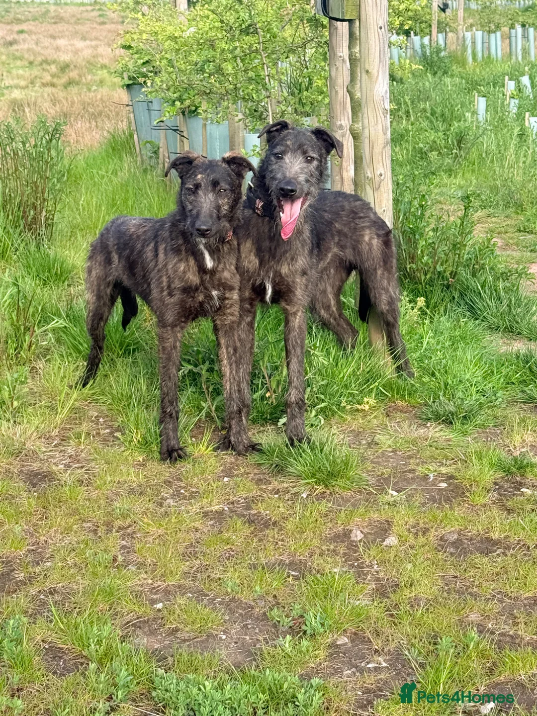 Lurcher dogs for sale: 2 lurchers for good home  in Liverpool - Advert 1