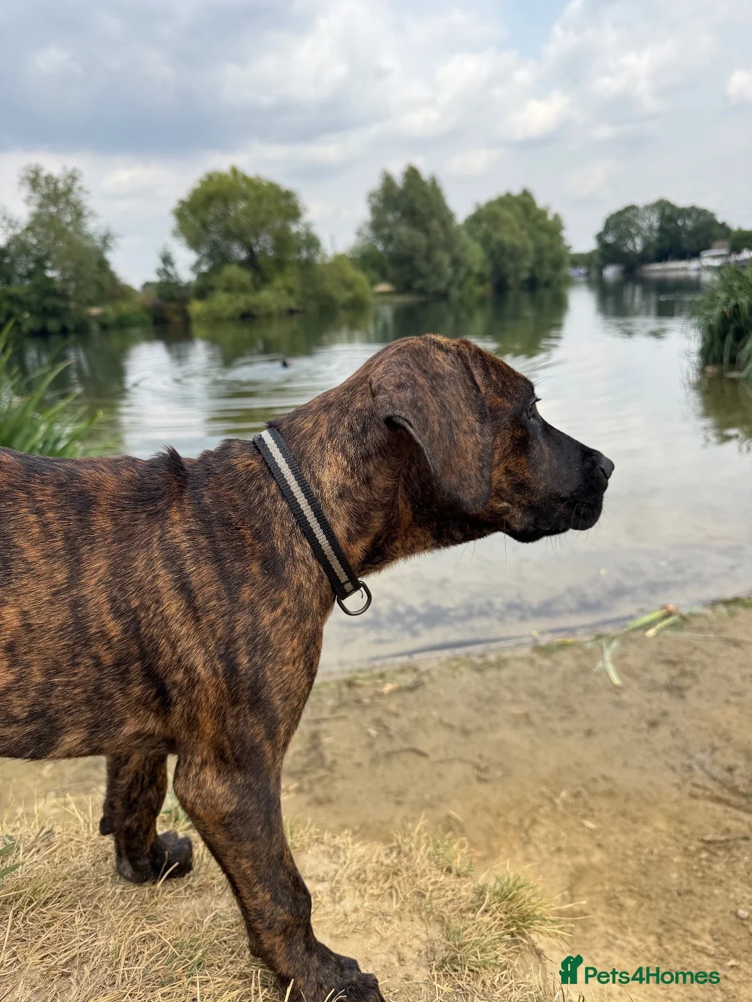 Mixed Breed dogs for sale: Koba- cane corso mix - Advert 5