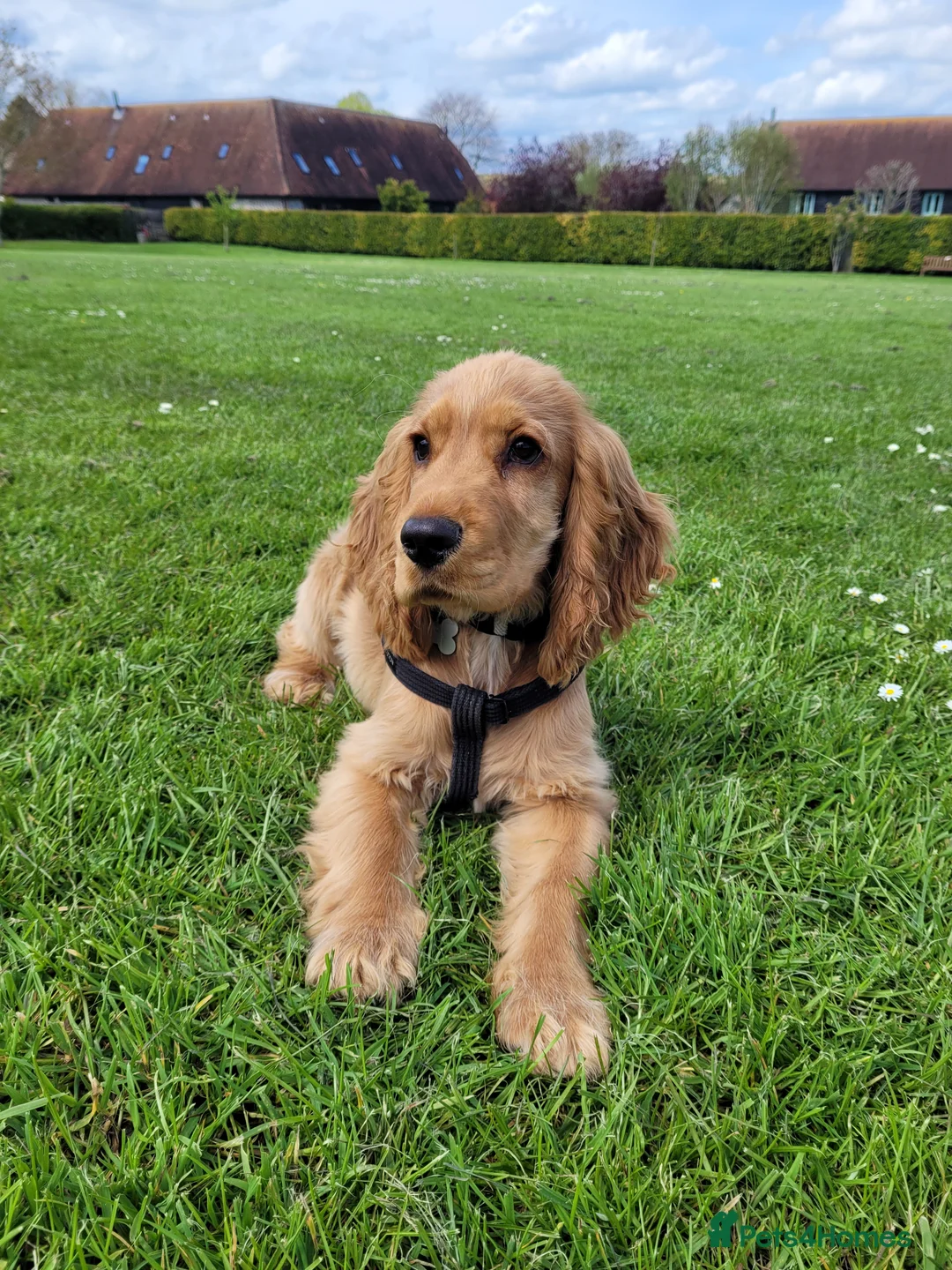 Cocker Spaniel dogs for stud: Stud Available- KC Registered Show Cocker Spaniel - Advert 8