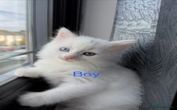 Mixed Breed cats for sale: 3 beautiful kittens available  - Advert 2