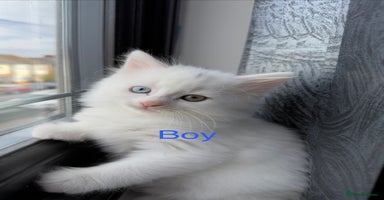 Mixed Breed cats 3 beautiful kittens available  - Advert 13