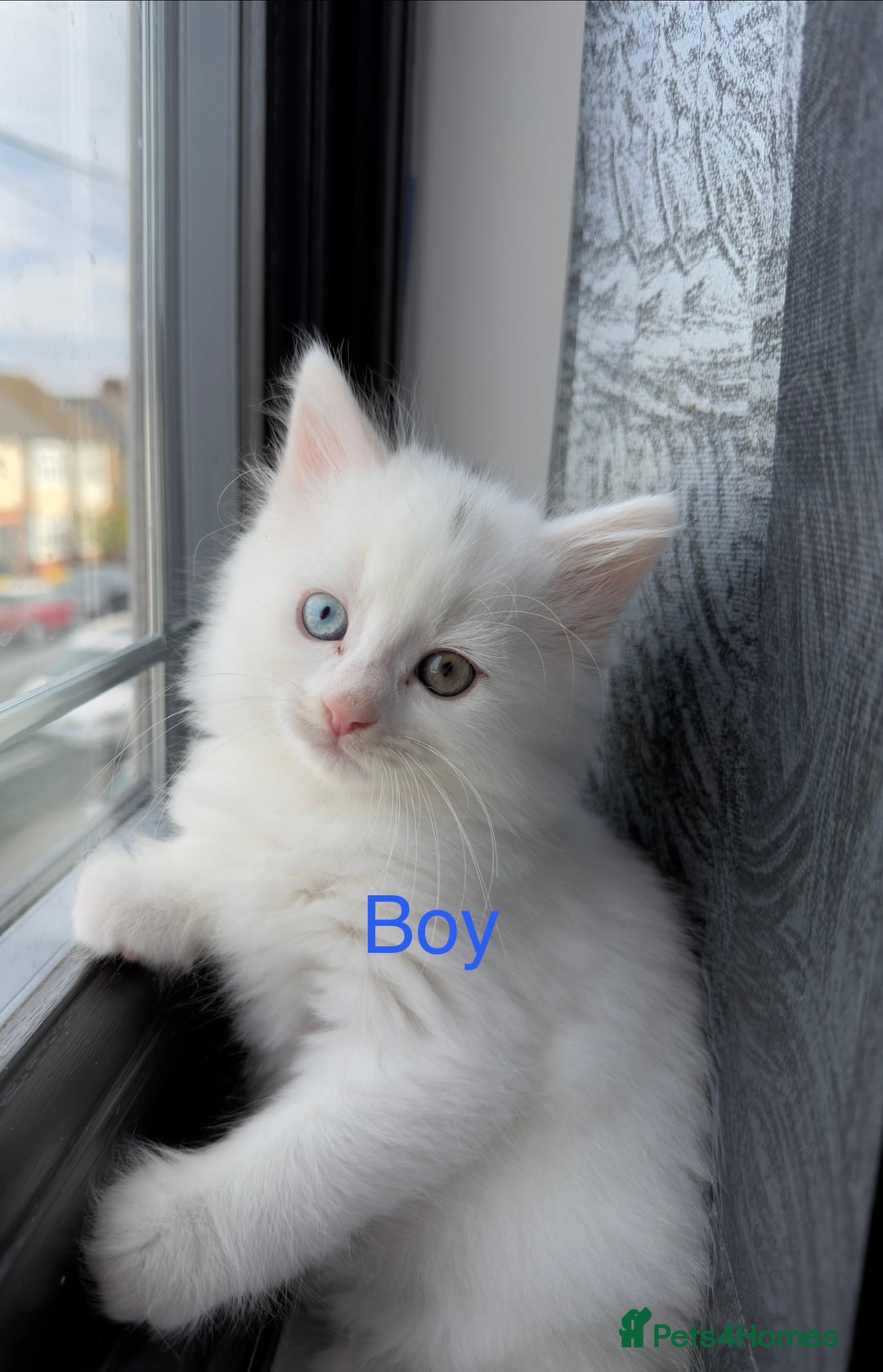 Mixed Breed cats for sale: 3 beautiful kittens available  - Advert 2