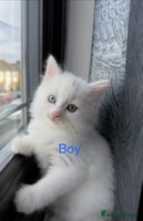 Mixed Breed cats 3 beautiful kittens available - Advert 9