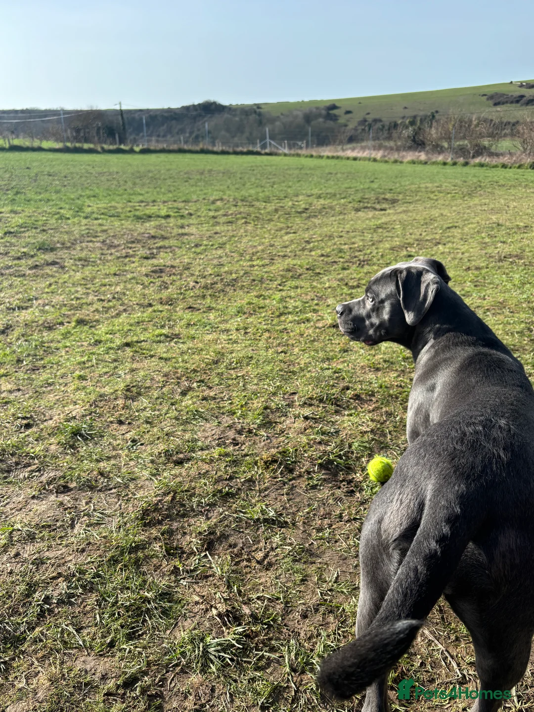 Cane Corso dogs for sale: 7 month old Cane Corso  in Seaford - Advert 2