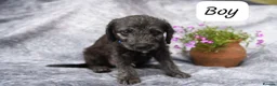 Bedlington Terrier dogs for sale: 3/4 Bedlington 1/4 Whippet - Advert 2