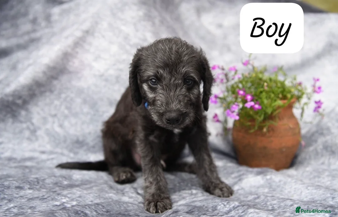 Bedlington Terrier dogs for sale: 3/4 Bedlington 1/4 Whippet - Advert 2