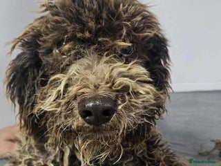 Lagotto Romagnolo dogs Jack! - Advert 1