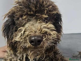 Lagotto Romagnolo dogs Jack! - Advert 1