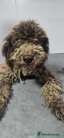 Lagotto Romagnolo dogs Jack! - Advert 1