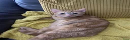 Mixed Breed cats for sale: Ginger Kitten litter in Manchester - Advert 14