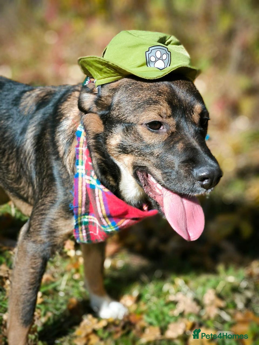 Mixed Breed dogs for adoption: 💙🐶 KOKOS 🐶💙 - Advert 5