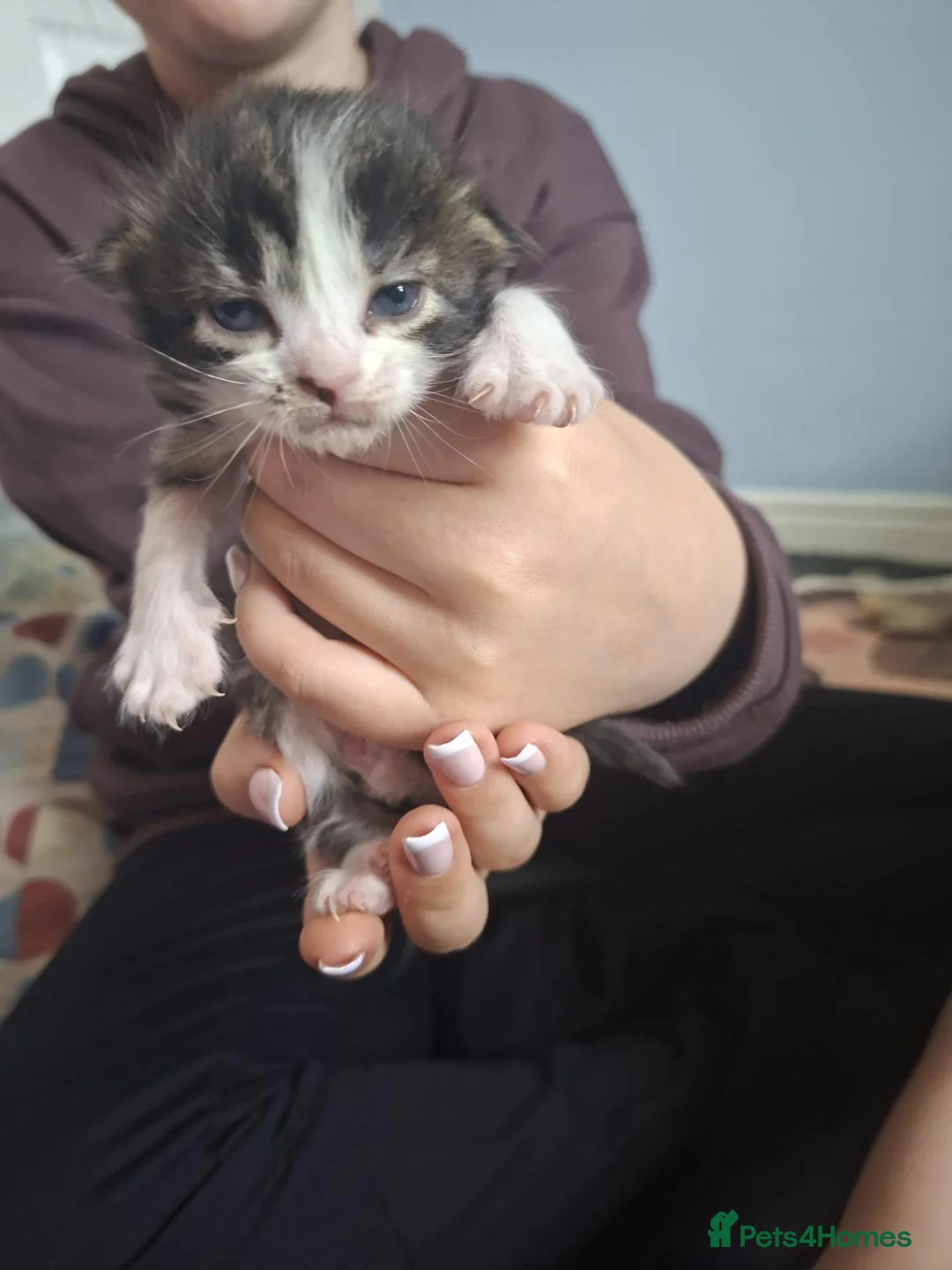 Mixed Breed cats for sale: Long haired kittens in Bishop Auckland - Advert 10