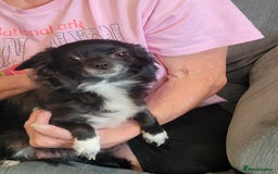Chihuahua dogs for sale: Chihuahua Puppies - Image 6