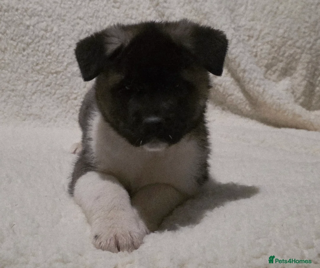 Akita dogs for sale: Beautiful pure breed American Akita puppies  - Advert 2