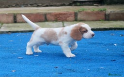 Beagle dogs for sale:  Kennel Club Reg TAN & WHITE BEAGLE BOYS - Image 1