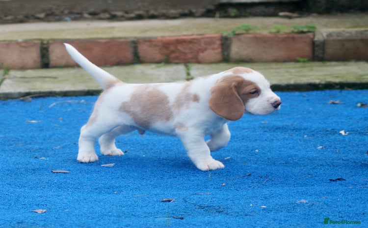 Beagle dogs - Advert 1