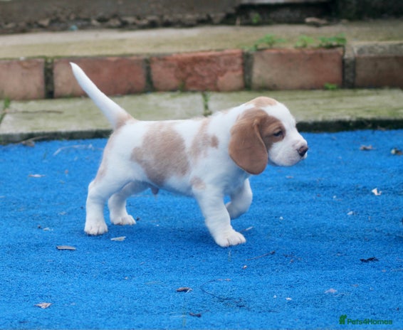 Beagle dogs - Advert 5