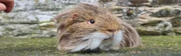 Guinea Pig rodents for sale: Boars for rehome in Torquay - Advert 4