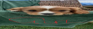 Puppy 5