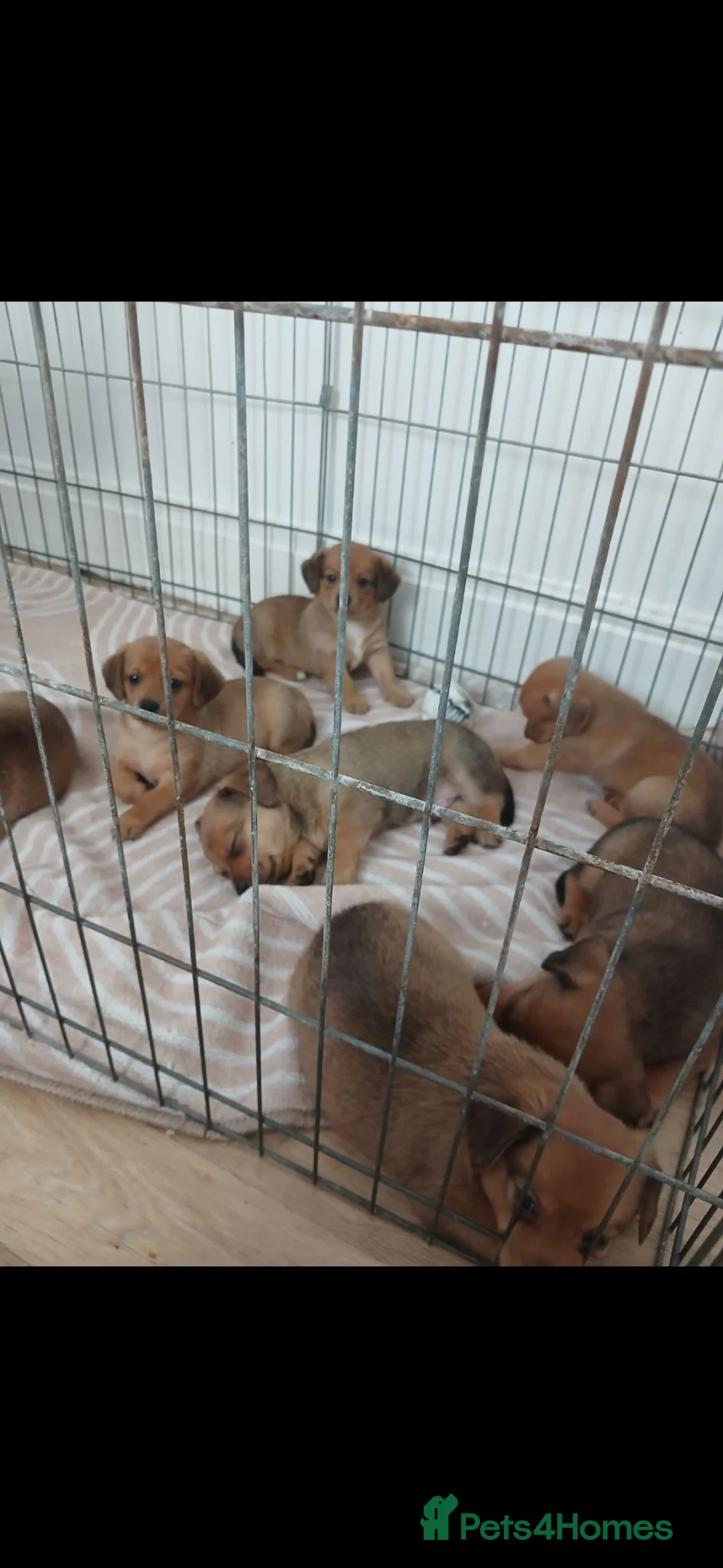 Mixed Breed dogs for sale: 7 beautiful daschund/pomerianian puppies 650 each in London - Advert 4