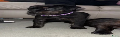 Purple collar