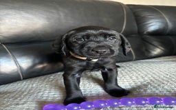 Labrador Retriever dogs for sale: Beautiful black Labrador pups - Advert 10