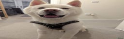 Akita dogs for adoption: Lovely Leo in Worksop - Advert 2