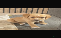 Bocker dogs for sale: Bocker - Image 5