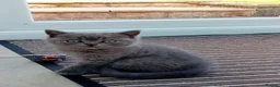 British Shorthair cats for sale: Gorgeous British short-hair kittens  - Advert 6