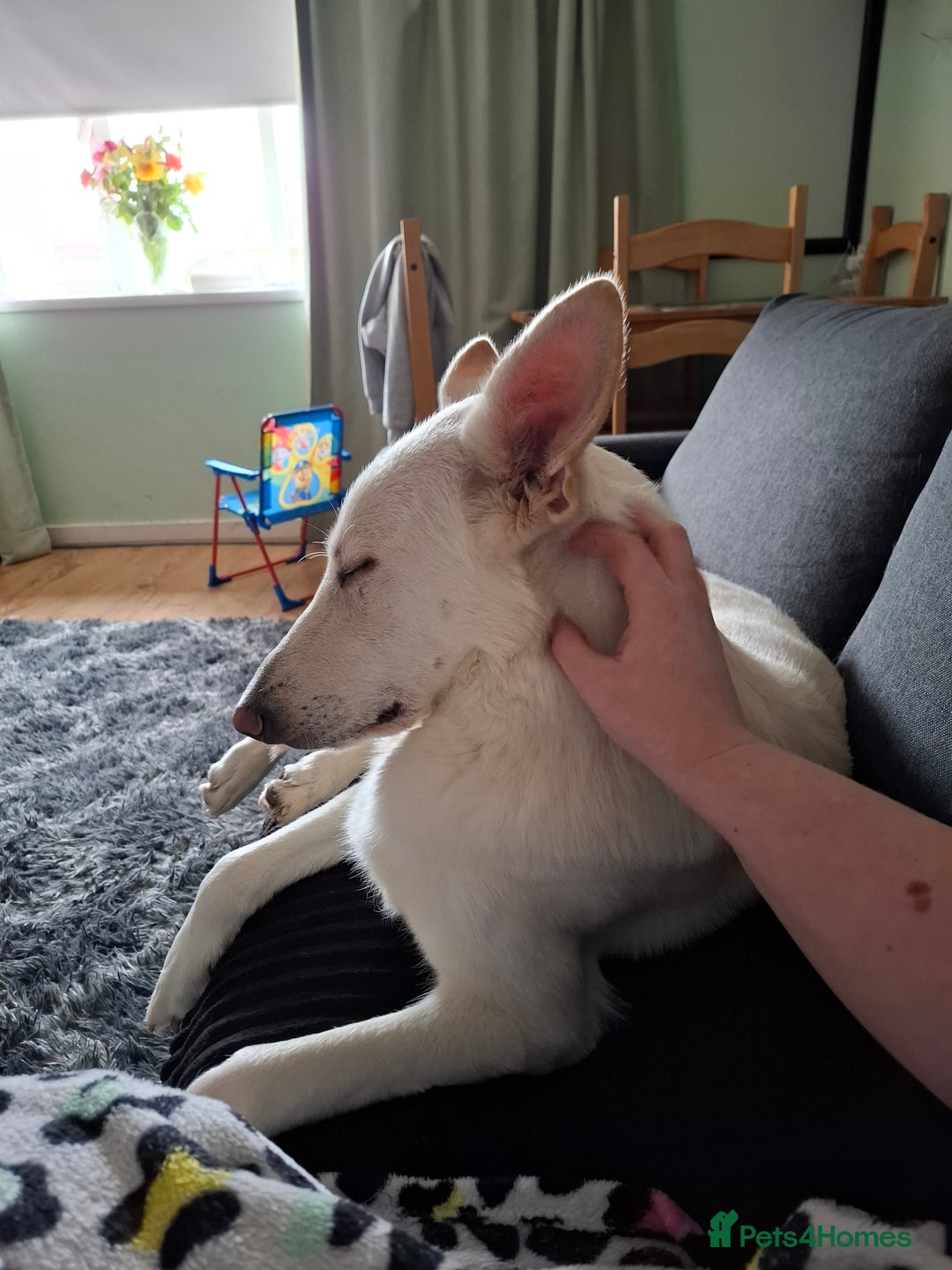 German Shepherd dogs for sale: German Shepard in Montacute - Image 3