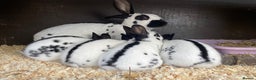 English Spot rabbits for sale: English Spot Rabbits - Advert 7