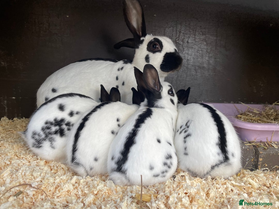 English Spot rabbits for sale: English Spot Rabbits - Advert 7