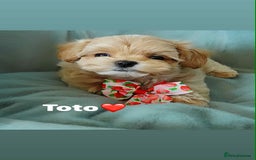 Maltipoo dogs for sale: Tiny F1 Asian Maltipoo puppies. Ready now! - Image 5