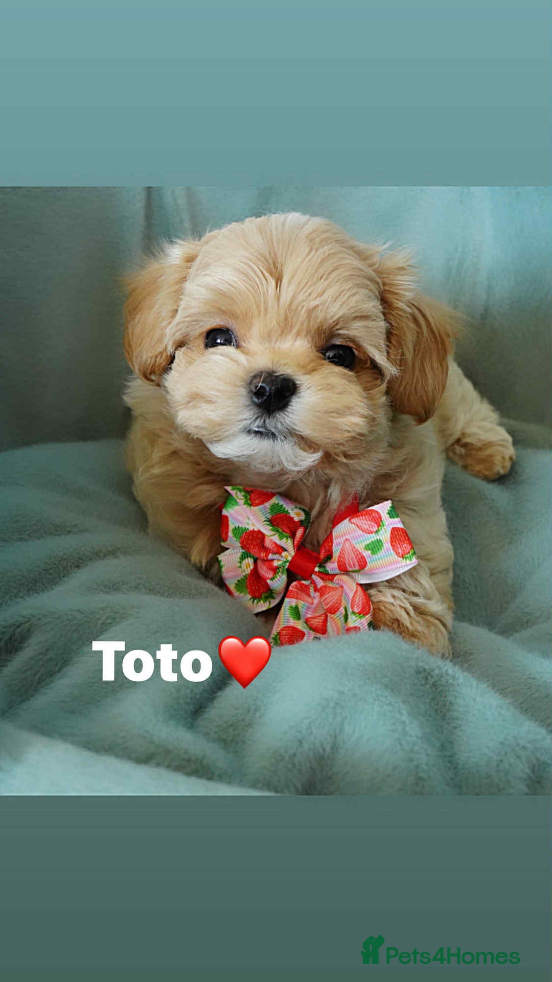 Maltipoo dogs for sale: Tiny F1 Asian Maltipoo puppies. Ready now! - Image 5