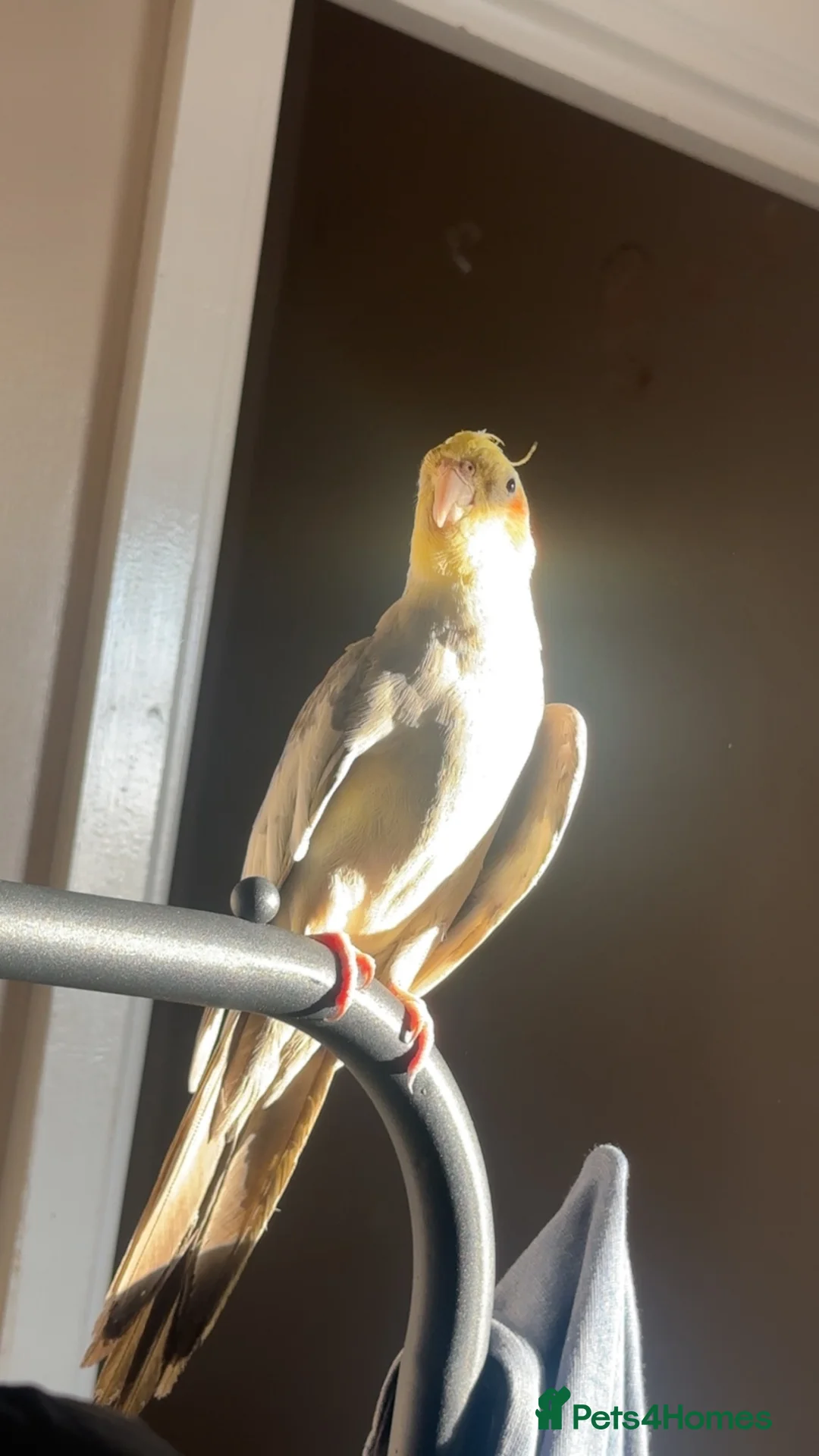 Cockatiels birds for sale: 2 loving cockatiels  - Advert 1