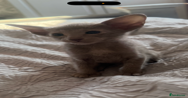 Oriental cats - Advert 8