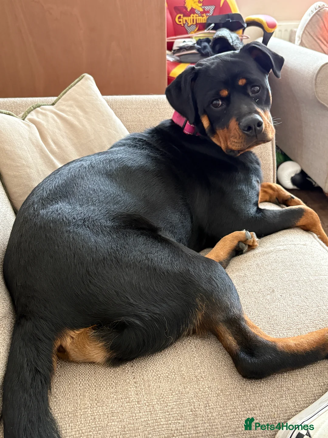 Rottweiler dogs for sale: Gorgeous Rottweiler girl 16 months old kc reg - Advert 2