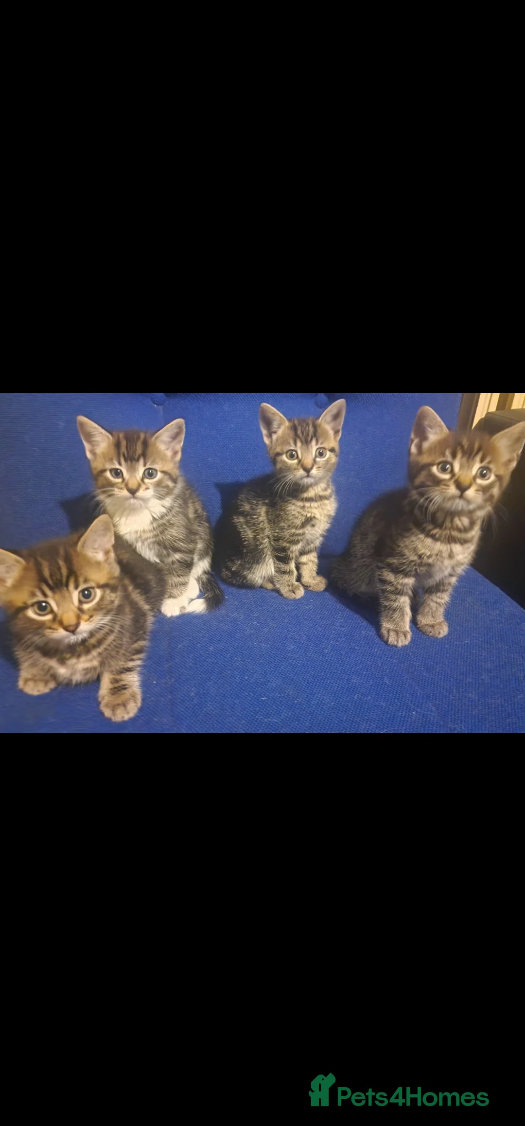 Mixed Breed cats for sale: Adorable Tabby Kittens for Sale in London - Advert 2