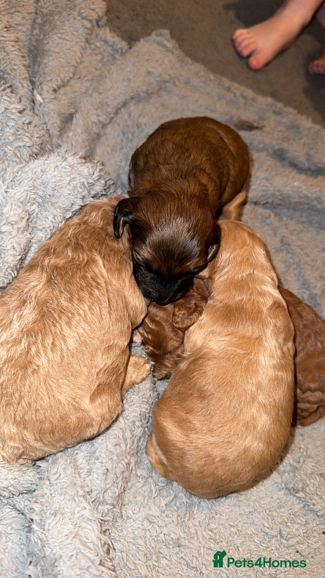 Cockapoo dogs for sale: Cockapoos puppies 😍😍 - Advert 3