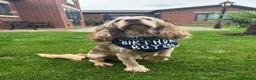 Cocker Spaniel dogs for stud: KC Best Practice Health 🐾Show 🐾250+ pups born - Advert 4