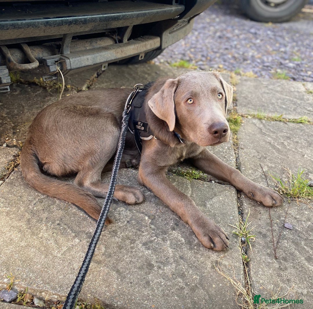 Labrador Retriever dogs for stud: Silver Labrador Stud  in Peterborough - Advert 4