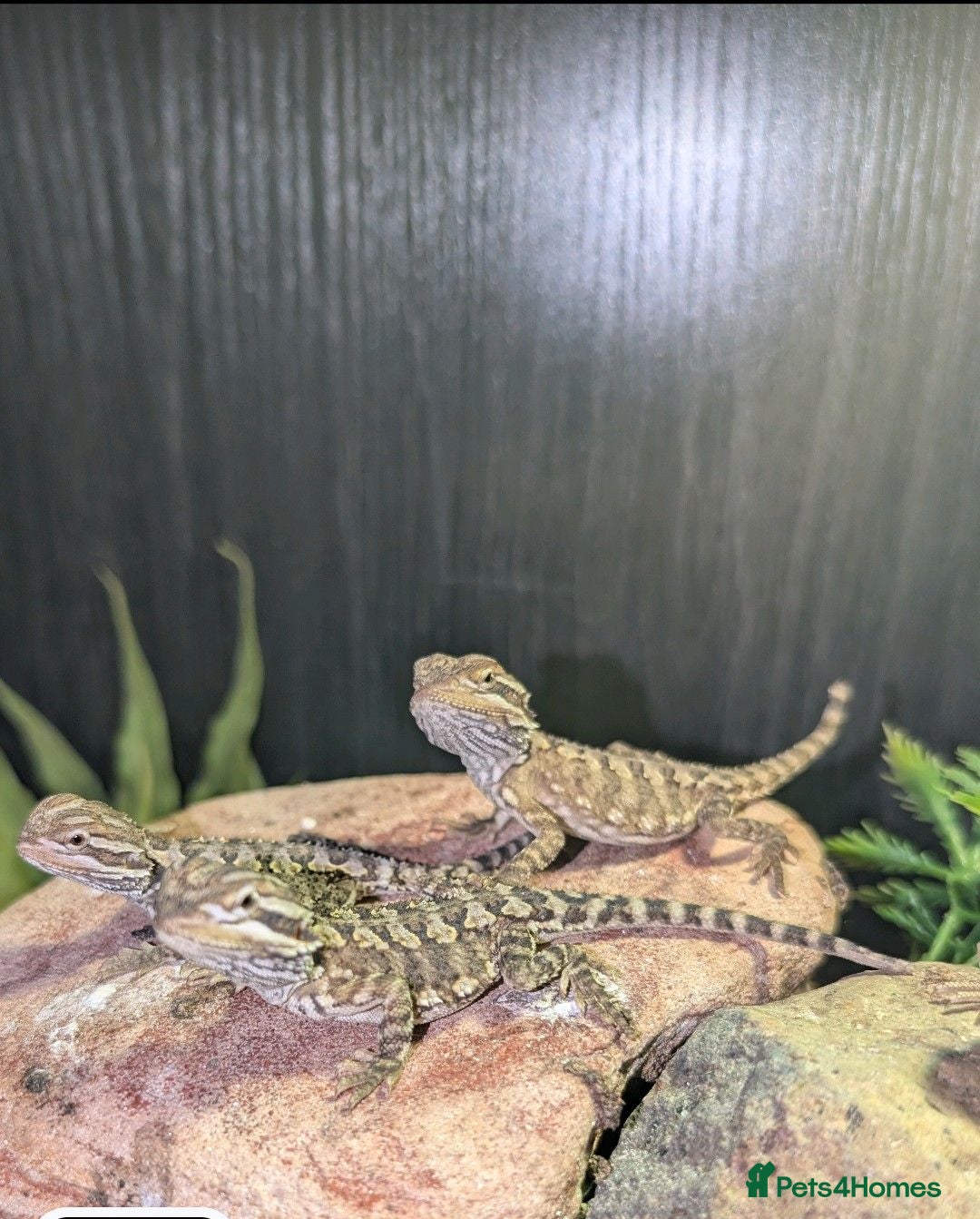 Bearded Dragon reptiles 3 baby Rankin dragon (bearded dragon cousin) - Advert 10