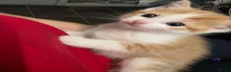 Mixed Breed cats for sale: Beautiful kittens looking for forever home - Advert 37