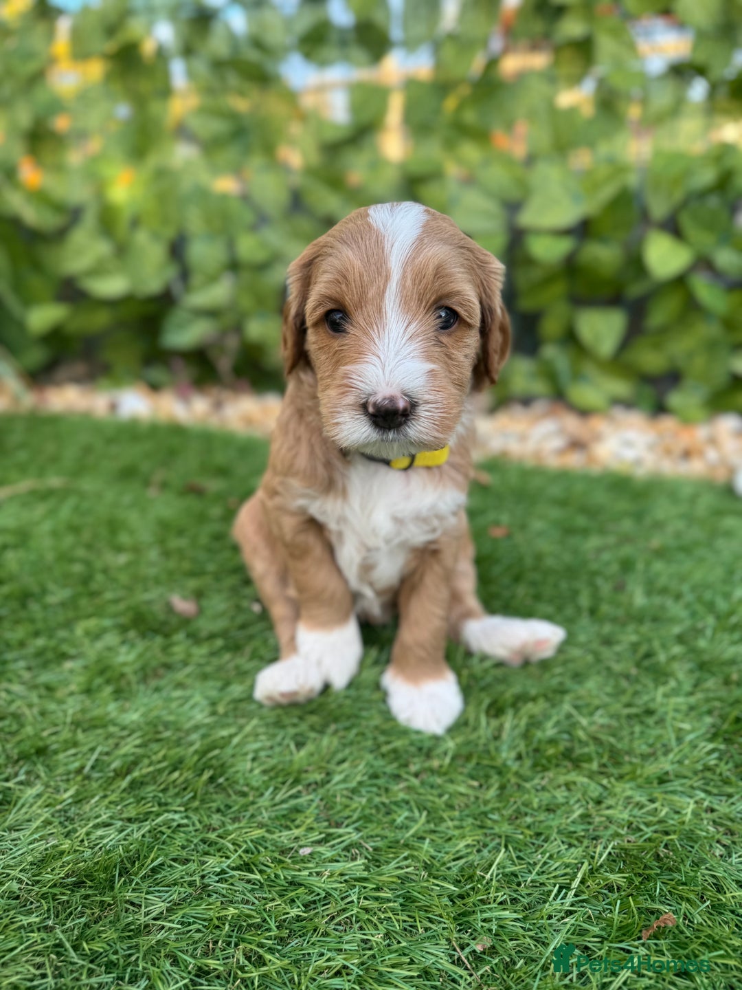 Australian Labradoodle dogs for sale: Pure Multigen Australian Labradoodle Puppies - Image 3