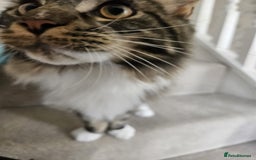 Maine Coon cats for sale: Male, Maine coon - Image 2