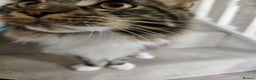 Maine Coon cats for sale: Male, Maine coon - Advert 2
