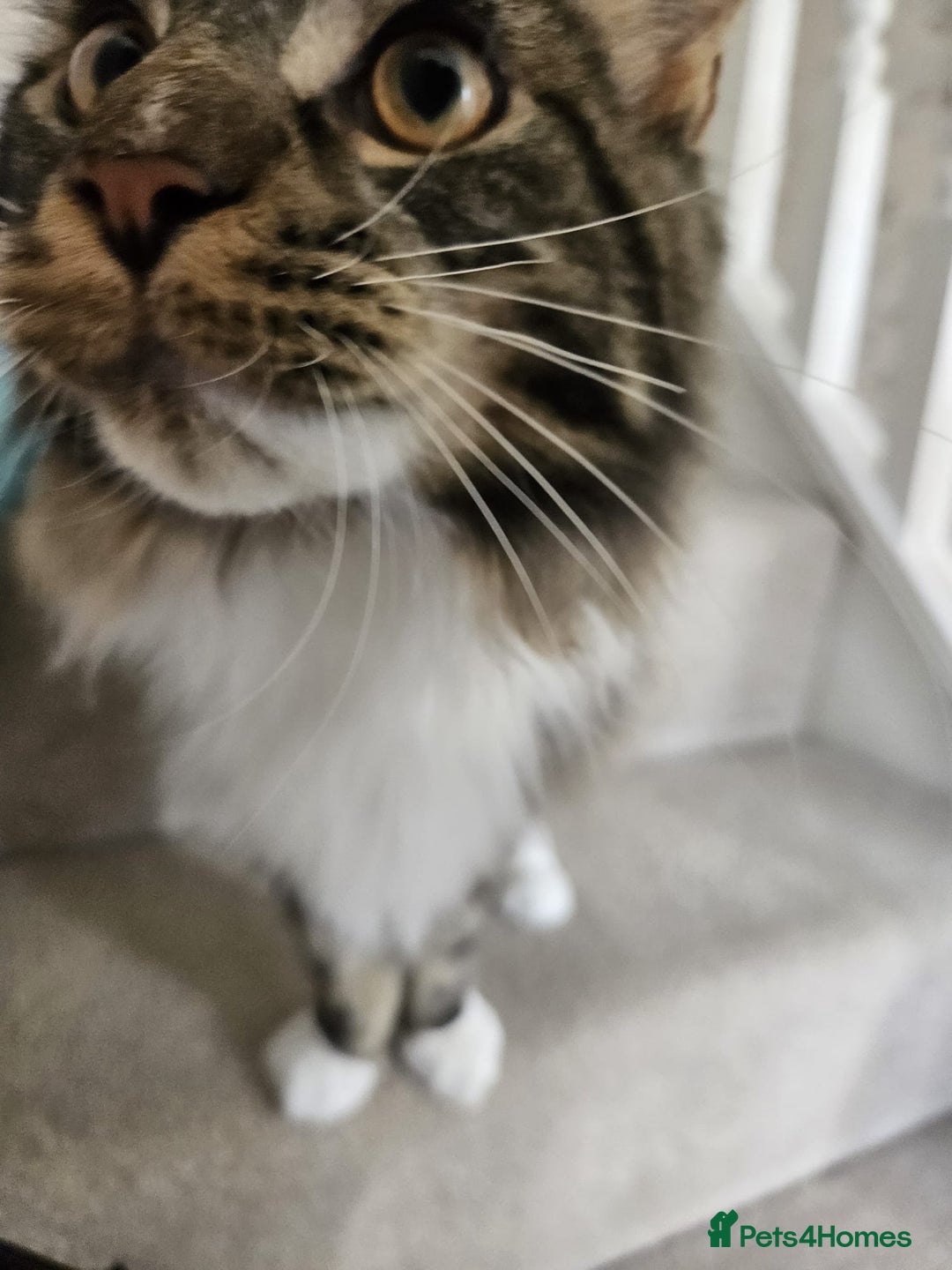 Maine Coon cats for sale: Male, Maine coon - Image 2
