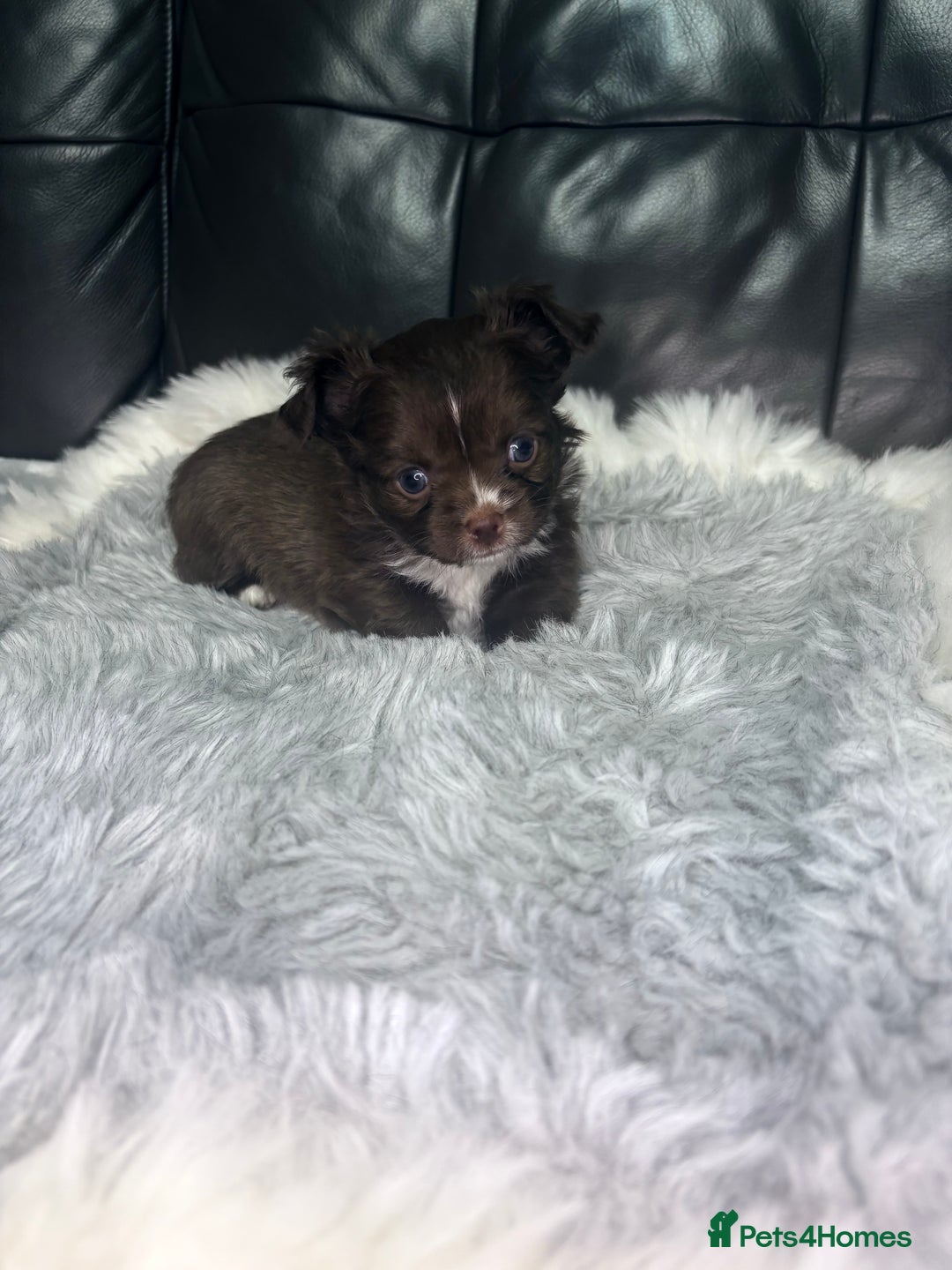 Chihuahua dogs for sale: Stunning tiny Chihuahua puppy’s male female  - Advert 7