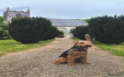 Airedale Terrier dogs for sale: KC Airedale Waitlist🌟🐾 - Image 4
